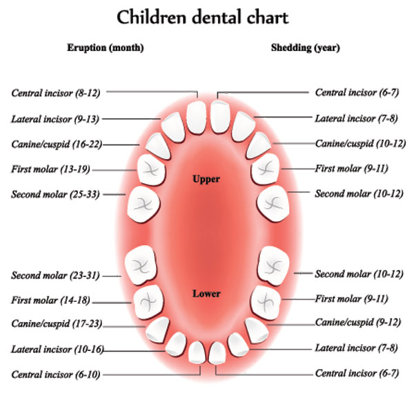 Children dental chart